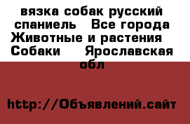 вязка собак русский спаниель - Все города Животные и растения » Собаки   . Ярославская обл.